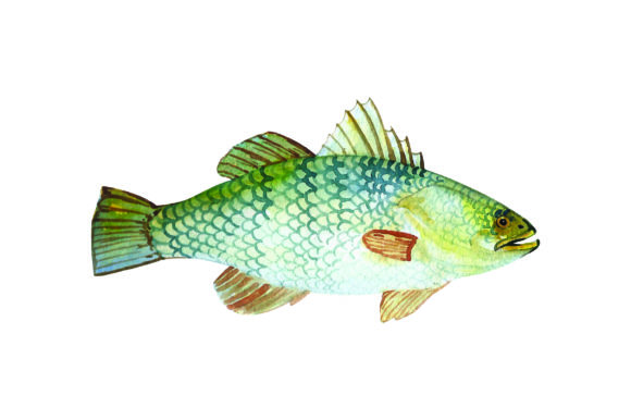 Barramundi - Watercolor: A Vibrant Design Asset with Australian Flair