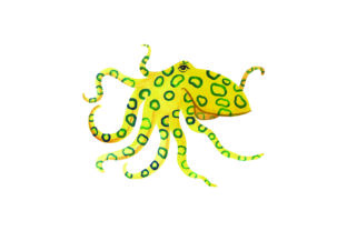 Blue Ringed Octopus Watercolor - A Versatile Design for Australian-Themed Products