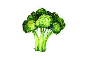 Broccoli - Watercolor Style: A Versatile Design Asset for Food Amp Projects