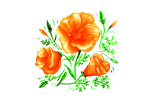 California Poppies Design in Watercolor for Nature Amp Projects