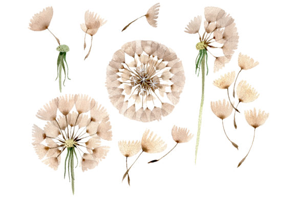 Dandelion Watercolor Illustrations