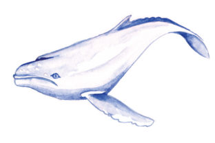 Humpback Whale in Watercolor: A Versatile Graphic Design Asset for Content Creators