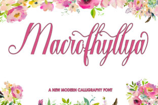 Macrofhyllya Script: A Designerβs First Impressions and Practical Use