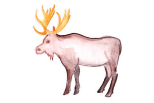 Moose in Watercolor: A Versatile Animal Graphic for Handmade Creations