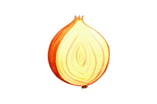 Onion Chopped in Half Watercolor Style for Food Amp Blog Design