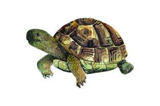 Tortoise - Watercolor Embroidery Design Review