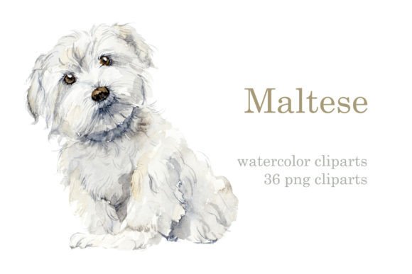 Watercolor Maltese Dog