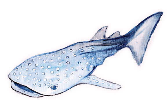 Watercolor Whale Shark for Animal-Themed Handmade Crafts